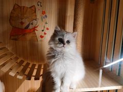 -欣宠猫屋·矮脚拿破仑·蓝金金渐层