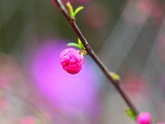 -商丘市人民公园