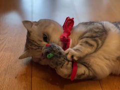 -佐罗家宠物馆·猫文化馆(紫霞路店)