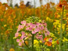 -中国天府农业博览园