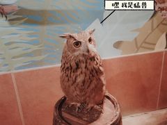 -萌宠奇缘