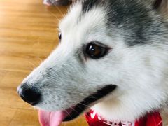 -Husky Go! 哈士奇体验馆·宠物咖啡厅狗咖