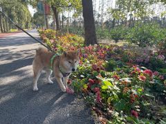 -上海长兴岛郊野公园