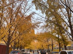 -三里屯东五街银杏大道