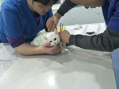 -伟伟宠物医院·CT影像中心·瑞派犬猫综合性门诊(汉口总院)