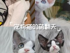 -山宅一喵德文卷毛猫舍