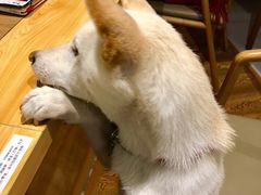 -柴务处·柴犬主题狗咖