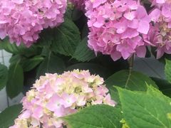 -京北渔家傲