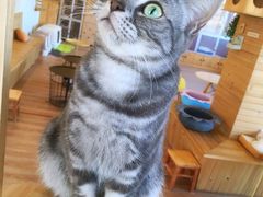 -猫的茶·猫咖