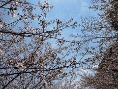 -高东镇樱花园