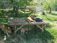 -西安秦岭野生动物园