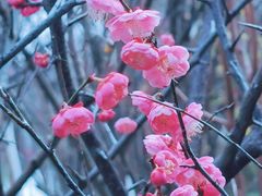 -八大山人梅湖景区