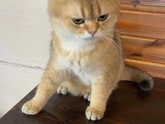 -蓝鲸·缅因猫舍