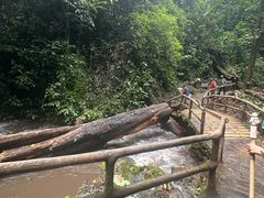 -莫里热带雨林景区