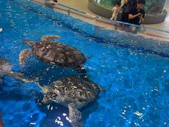 -芜湖新华联大白鲸海洋公园