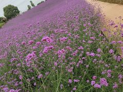 -紫颐香薰山谷景区