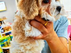 -翊宠yipet猫狗购宠庄园犬舍•猫舍