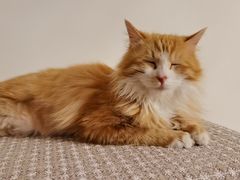 -达爱动物医院·犬猫分区·CT·复杂眼科(远洋山水分院)