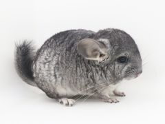 -龙猫仔乐园(惠福东路店)