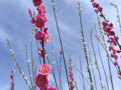 -香雪海