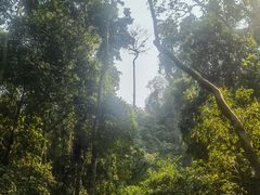 -西双版纳原始森林公园