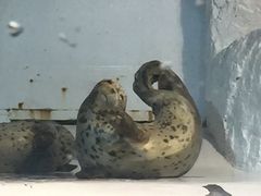 -大连圣亚海洋世界