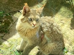 -青藏高原野生动物园