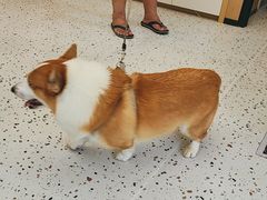 -瑞派康怡24h宠物医院·犬猫医疗中心·微创绝育(瑞景分院)