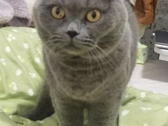 -瑞鹏宠物医院·骨科·猫科·内科(第一中心)