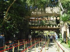 -西双版纳原始森林公园