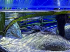 -上海海洋水族馆