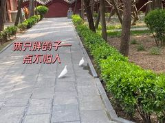 -洛阳白马寺