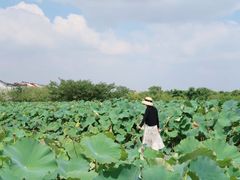 -梁鸿国家湿地公园