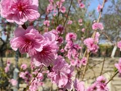 -桃花堤公园