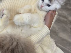 -楼上猫咖(罗湖店)