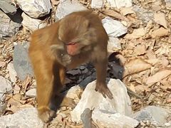 -北京上方山国家森林公园