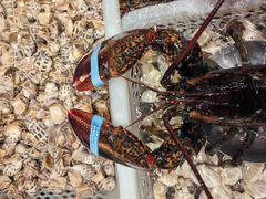 -高佳庄·舟山海鲜(海景旗舰店)