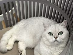 -关爱宠物医院·猫科中心·消化科(滨湖万达分院)