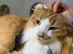 -豆逗聊愈猫阁Easy Life