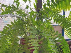 -野蔓果·山野菜(西湖景区·龙井茶田店)