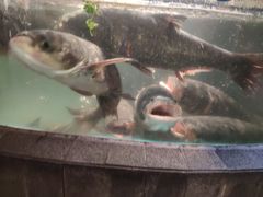 -坛宗剁椒鱼头(河西王府井店)