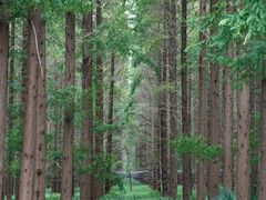 -黄海国家森林公园