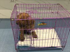 -伟伟宠物医院·CT影像中心·瑞派犬猫综合性门诊(汉口总院)