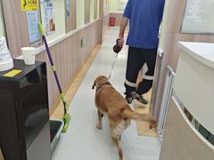 -瑞鹏宠物医院·宠保定点·心脏科·内科(御桥分院)