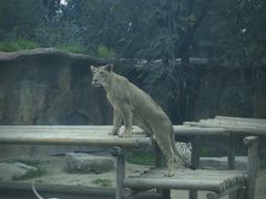 -北京野生动物园