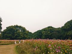 -上海滨江森林公园