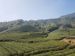 -龙坞茶村