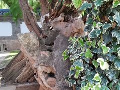 -木府