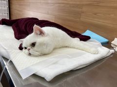 -爱侣宠医·鹦鹉专科·小型哺乳类·异宠专科(灵石路店)