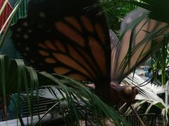 -呀路古热带植物园